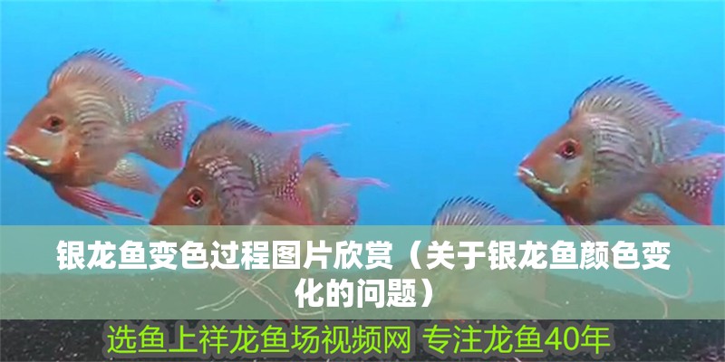 銀龍魚變色過程圖片欣賞（關(guān)于銀龍魚顏色變化的問題）