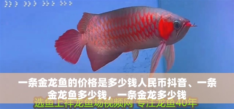 一條金龍魚的價格是多少錢人民幣抖音、一條金龍魚多少錢，一條金龍多少錢