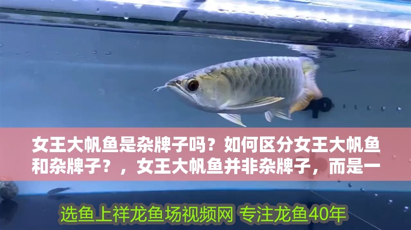 女王大帆魚是雜牌子嗎？如何區分女王大帆魚和雜牌子？，女王大帆魚并非雜牌子，而是一種特定的觀賞魚品種