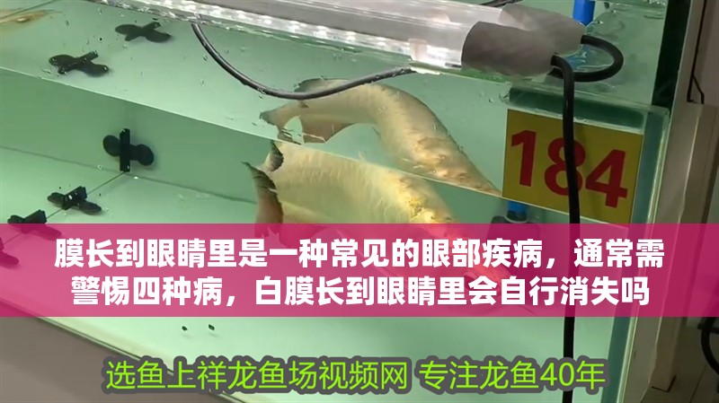 膜長到眼睛里是一種常見的眼部疾病，通常需警惕四種病，白膜長到眼睛里會自行消失嗎