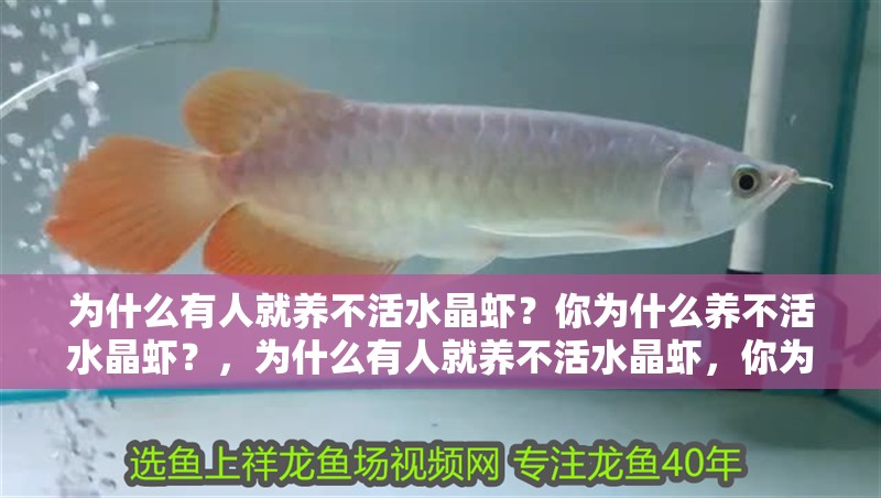 為什么有人就養(yǎng)不活水晶蝦？你為什么養(yǎng)不活水晶蝦？，為什么有人就養(yǎng)不活水晶蝦，你為什么養(yǎng)不活水晶蝦