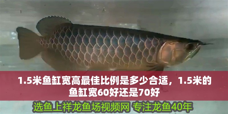 1.5米魚缸寬高最佳比例是多少合適，1.5米的魚缸寬60好還是70好