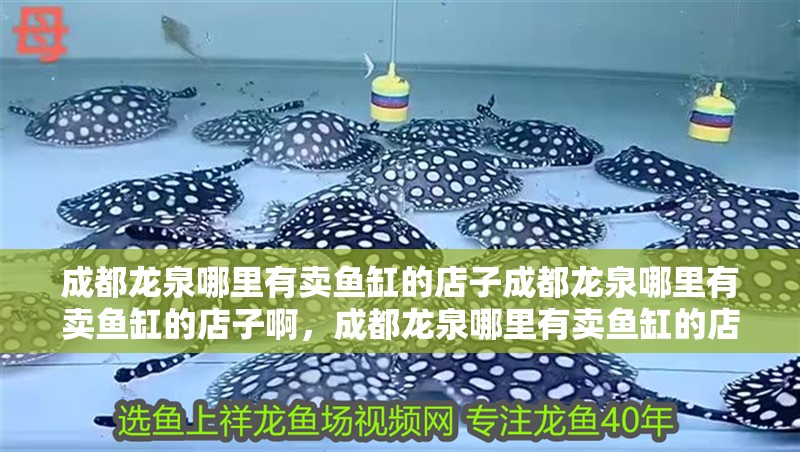 成都龍泉哪里有賣魚缸的店子成都龍泉哪里有賣魚缸的店子啊，成都龍泉哪里有賣魚缸的店子
