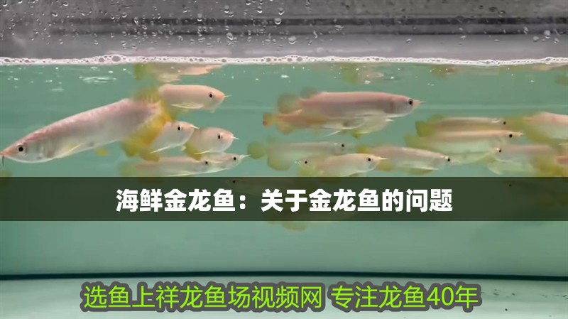 海鮮金龍魚：關于金龍魚的問題