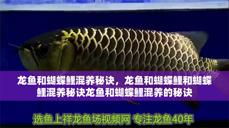 龍魚和蝴蝶鯉混養(yǎng)秘訣，龍魚和蝴蝶鯉和蝴蝶鯉混養(yǎng)秘訣龍魚和蝴蝶鯉混養(yǎng)的秘訣