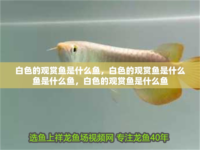 白色的觀賞魚是什么魚，白色的觀賞魚是什么魚是什么魚，白色的觀賞魚是什么魚