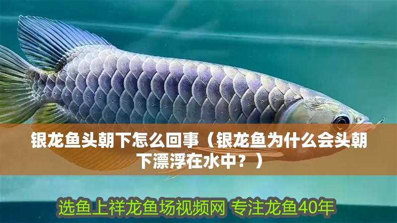 銀龍魚頭朝下怎么回事（銀龍魚為什么會頭朝下漂浮在水中？）