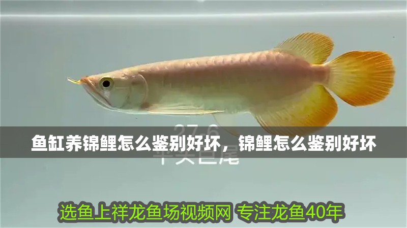 魚缸養錦鯉怎么鑒別好壞，錦鯉怎么鑒別好壞