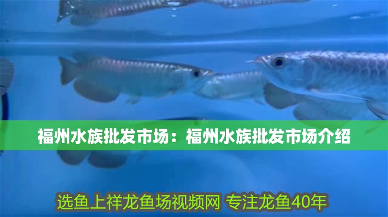 福州水族批發市場：福州水族批發市場介紹