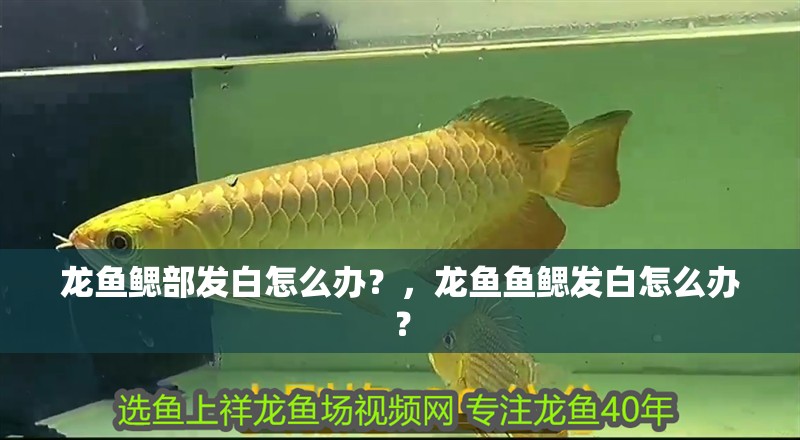 龍魚鰓部發白怎么辦？，龍魚魚鰓發白怎么辦？
