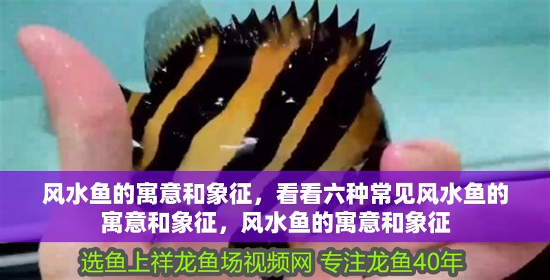 風水魚的寓意和象征，看看六種常見風水魚的寓意和象征，風水魚的寓意和象征 風水魚的寓意和象征，看看六種常見風水魚的寓意和象征，風水魚的寓意和象征 觀賞魚百科