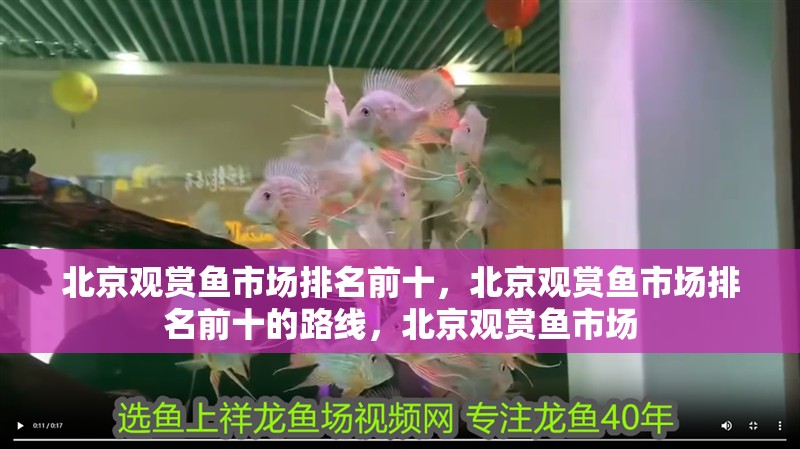 <strong><mark>北京</mark></strong>觀賞魚(yú)市場(chǎng)排名前十，<strong><mark>北京</mark></strong>觀賞魚(yú)市場(chǎng)排名前十的路線，<strong><mark>北京</mark></strong>觀賞魚(yú)市場(chǎng)