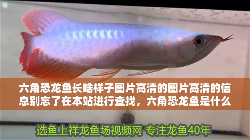 六角恐龍魚長啥樣子圖片高清的圖片高清的信息別忘了在本站進行查找，六角恐龍魚是什么，六角恐龍魚飼養方法