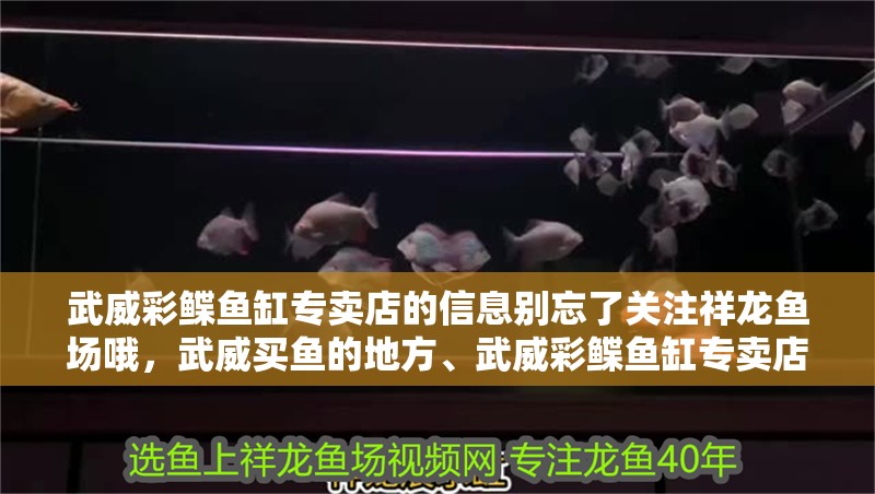 武威彩鰈魚缸專賣店的信息別忘了關注祥龍魚場哦，武威買魚的地方、武威彩鰈魚缸專賣店的介紹