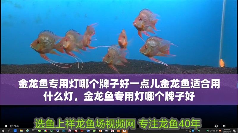 金龍魚專用燈哪個牌子好一點兒金龍魚適合用什么燈，金龍魚專用燈哪個牌子好