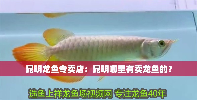 <strong><mark>昆明</mark></strong>龍魚專賣店：<strong><mark>昆明</mark></strong>哪里有賣龍魚的？
