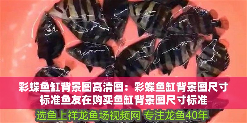 彩蝶魚缸背景圖高清圖：彩蝶魚缸背景圖尺寸標準魚友在購買魚缸背景圖尺寸標準