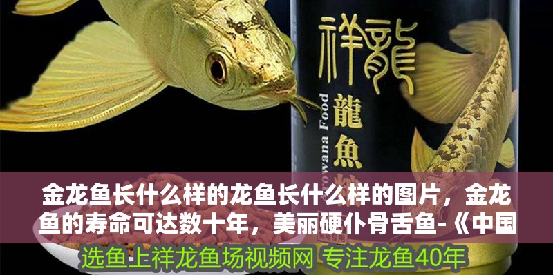 金龍魚長什么樣的龍魚長什么樣的圖片，金龍魚的壽命可達數十年，美麗硬仆骨舌魚-《中國科學報》