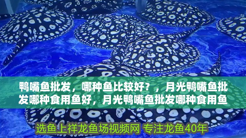 鴨嘴魚批發，哪種魚比較好？，月光鴨嘴魚批發哪種食用魚好，月光鴨嘴魚批發哪種食用魚更好