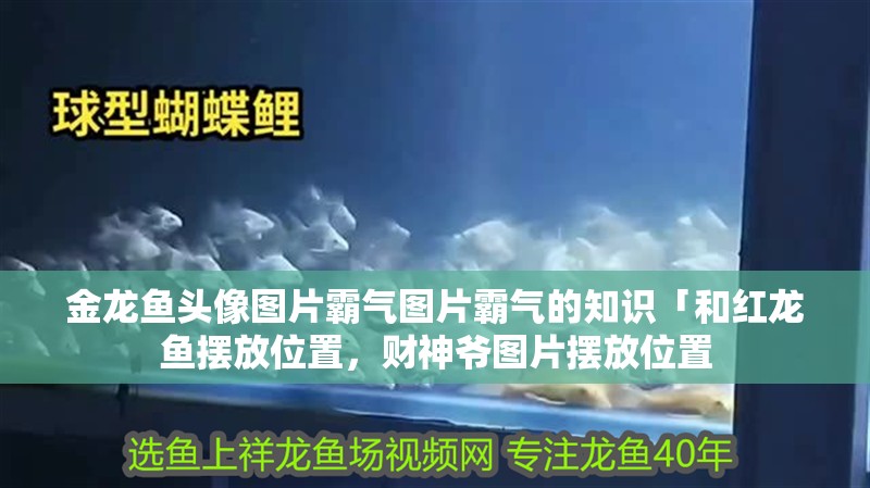 金龍魚頭像圖片霸氣圖片霸氣的知識「和紅龍魚擺放位置，財神爺圖片擺放位置