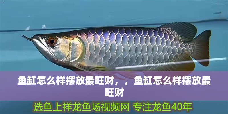 魚缸怎么樣擺放最旺財，，魚缸怎么樣擺放最旺財