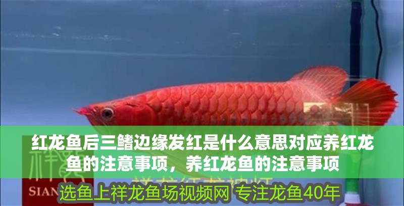 紅龍魚后三鰭邊緣發紅是什么意思對應養紅龍魚的注意事項，養紅龍魚的注意事項