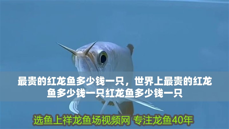 最貴的紅龍魚(yú)多少錢(qián)一只，世界上最貴的紅龍魚(yú)多少錢(qián)一只紅龍魚(yú)多少錢(qián)一只