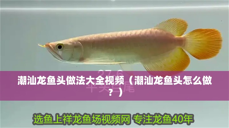 潮汕龍魚頭做法大全視頻（潮汕龍魚頭怎么做？）