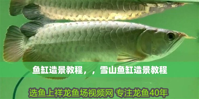 魚缸造景教程,,雪山魚缸造景教程 觀賞魚百科 第2張 魚缸造景教程,,雪山魚缸造景教程 魚缸造景教程,,雪山魚缸造景教程 觀賞魚百科 第2張