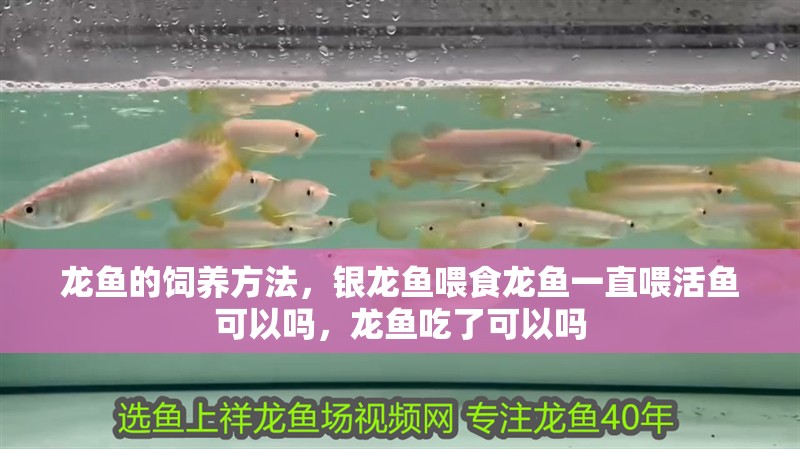 龍魚的飼養方法，銀龍魚喂食龍魚一直喂活魚可以嗎，龍魚吃了可以嗎