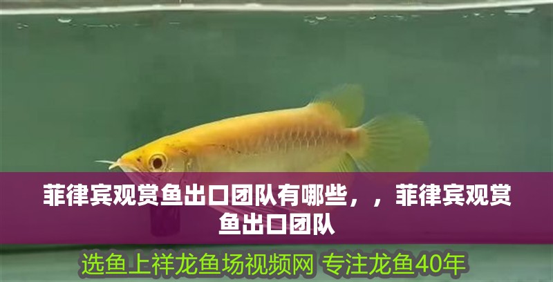 菲律賓觀賞魚出口團(tuán)隊(duì)有哪些，，菲律賓觀賞魚出口團(tuán)隊(duì)