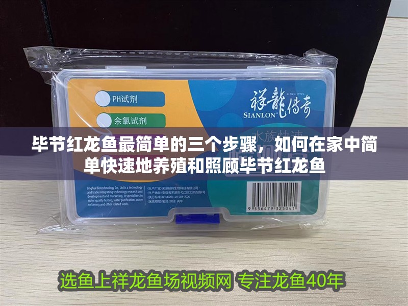 畢節(jié)紅龍魚最簡(jiǎn)單的三個(gè)步驟，如何在家中簡(jiǎn)單快速地養(yǎng)殖和照顧畢節(jié)紅龍魚