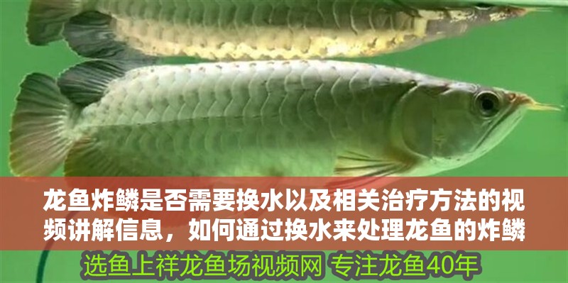 龍魚炸鱗是否需要換水以及相關(guān)治療方法的視頻講解信息，如何通過換水來處理龍魚的炸鱗問題