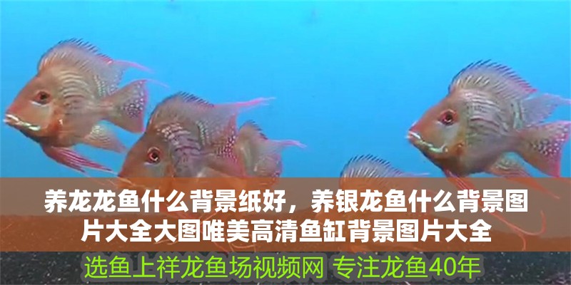 養(yǎng)龍龍魚(yú)什么背景紙好，養(yǎng)銀龍魚(yú)什么背景圖片大全大圖唯美高清魚(yú)缸背景圖片大全
