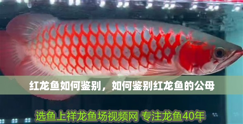 紅龍魚如何鑒別，如何鑒別紅龍魚的公母