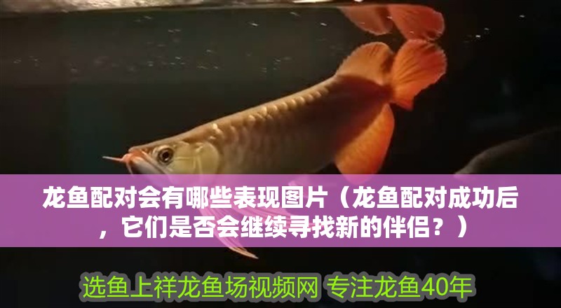 龍魚配對會有哪些表現圖片（龍魚配對成功后，它們是否會繼續尋找新的伴侶？） 龍魚配對會有哪些表現圖片（龍魚配對成功后，它們是否會繼續尋找新的伴侶？） 觀賞魚百科 第2張