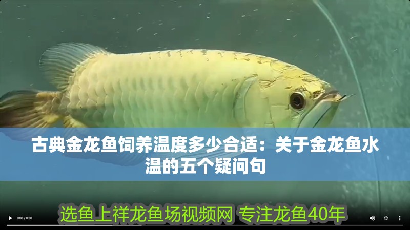古典金龍魚飼養溫度多少合適：關于金龍魚水溫的五個疑問句