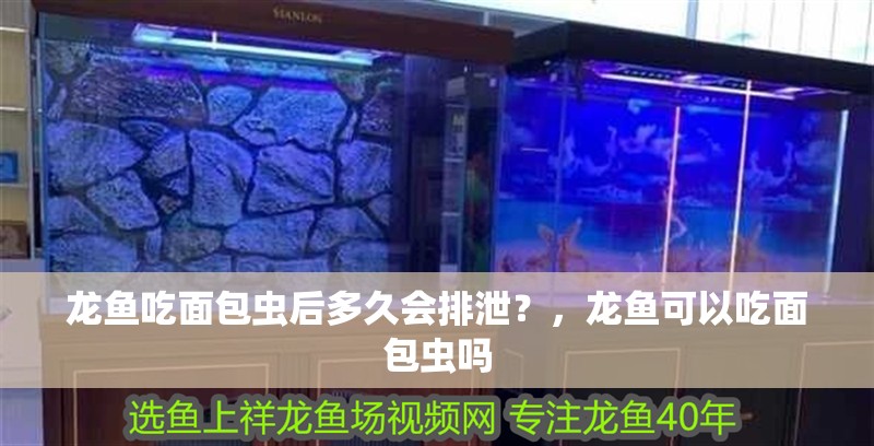 龍魚吃面包蟲后多久會排泄？，龍魚可以吃面包蟲嗎 龍魚吃面包蟲后多久會排泄？，龍魚可以吃面包蟲嗎 觀賞魚百科 第5張