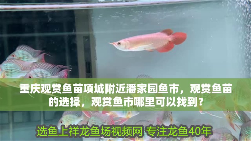 重慶觀賞魚苗項城附近潘家園魚市，觀賞魚苗的選擇，觀賞魚市哪里可以找到？