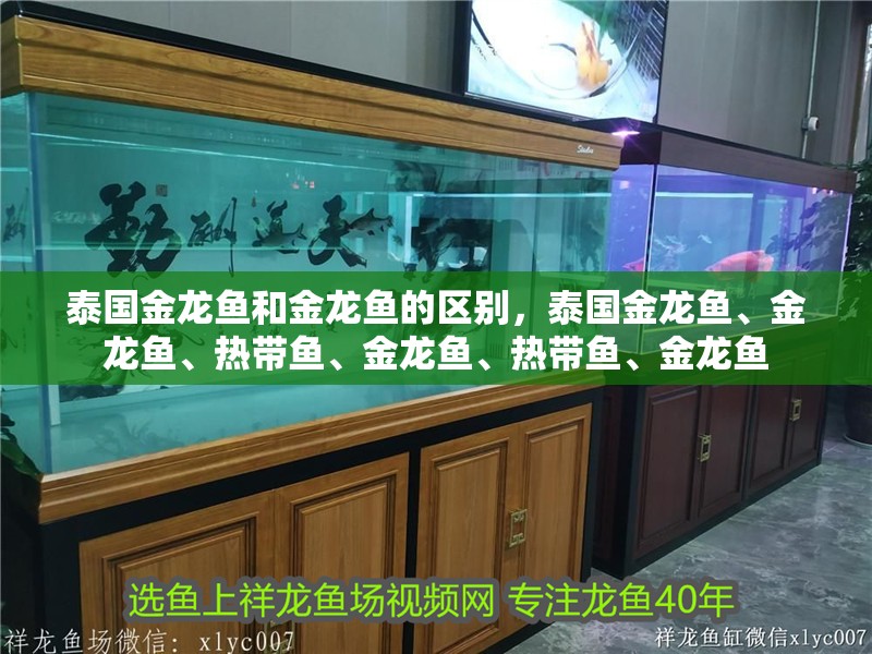 泰國金龍魚和金龍魚的區別，泰國金龍魚、金龍魚、熱帶魚、金龍魚、熱帶魚、金龍魚