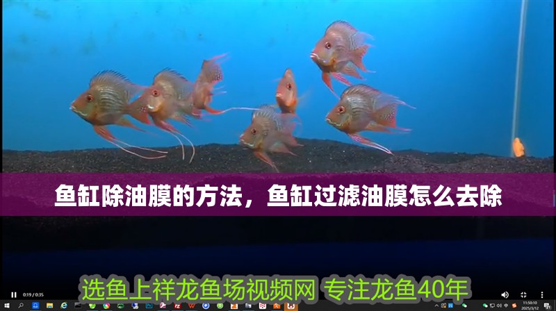魚缸除油膜的方法，魚缸過濾油膜怎么去除