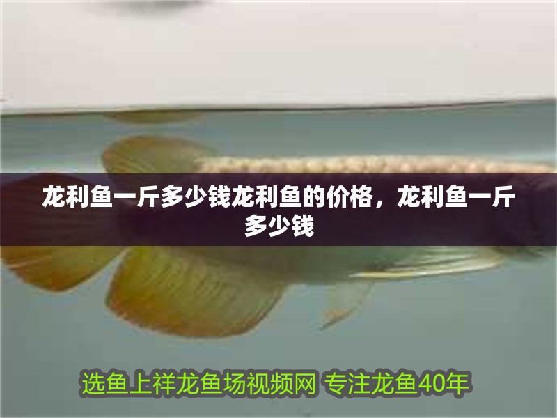 龍利魚一斤多少錢龍利魚的價格，龍利魚一斤多少錢 龍利魚一斤多少錢龍利魚的價格，龍利魚一斤多少錢 觀賞魚百科 第9張