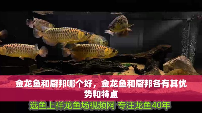 金龍魚和廚邦哪個好，金龍魚和廚邦各有其優(yōu)勢和特點(diǎn)