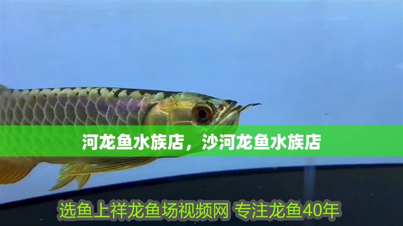 河龍魚水族店，沙河龍魚水族店