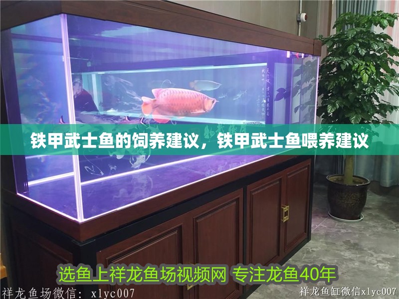 鐵甲武士魚的飼養建議，鐵甲武士魚喂養建議