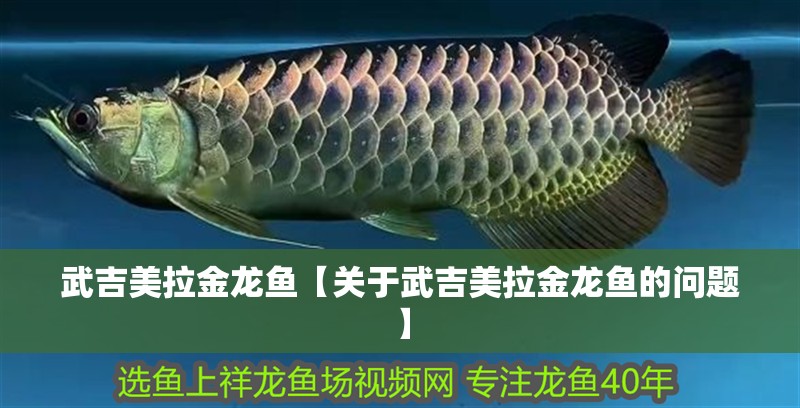 武吉美拉金龍魚【關(guān)于武吉美拉金龍魚的問題】