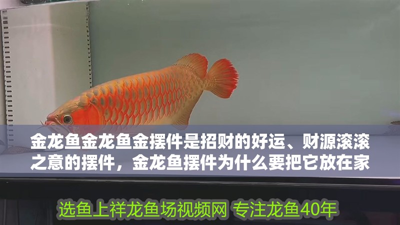 金龍魚金龍魚金擺件是招財的好運、財源滾滾之意的擺件，金龍魚擺件為什么要把它放在家里？