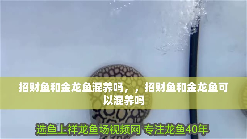 招財魚和金龍魚混養嗎，，招財魚和金龍魚可以混養嗎