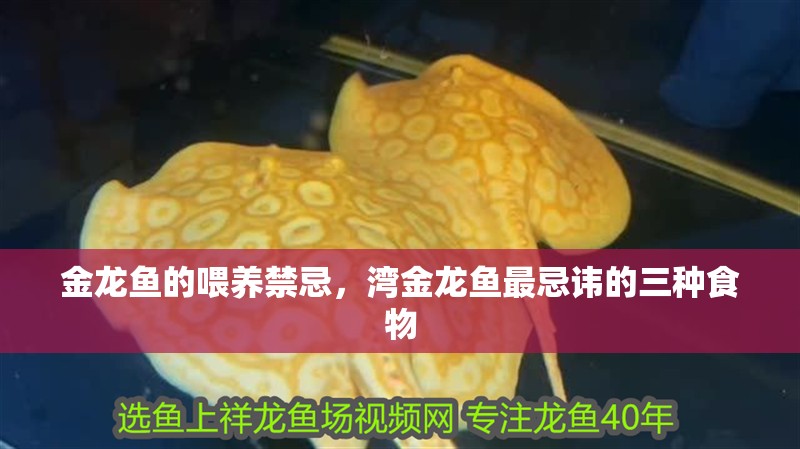 金龍魚(yú)的喂養(yǎng)禁忌，灣金龍魚(yú)最忌諱的三種食物