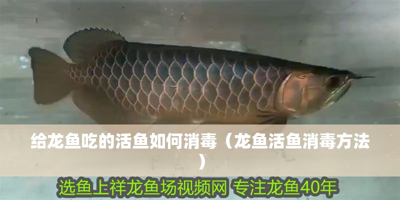 給龍魚吃的活魚如何消毒（龍魚活魚消毒方法）